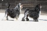 PETIT CHIEN LION 205